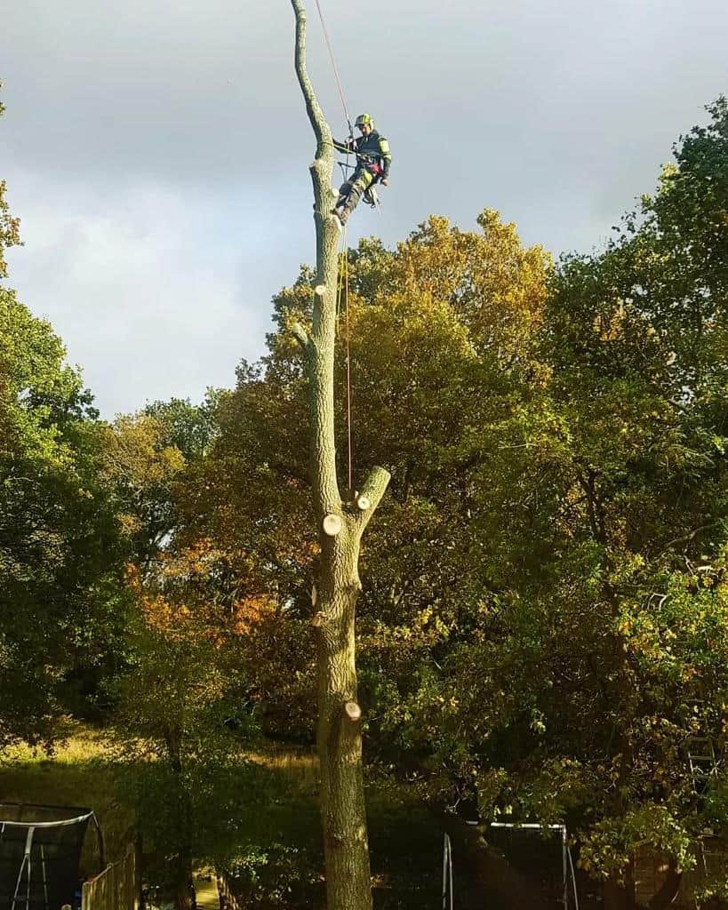 This is a photo of an operative from LM Tree Surgery Portsmouth felling a tree. He is at the top of the tree with climbing gear attached about to remove the top section of the tree.