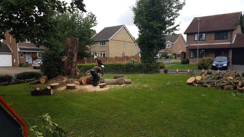 This is a photo of a tree that has been cut into sections on a communal area, and is now being removed from site. Works undertaken by LM Tree Surgery Portsmouth