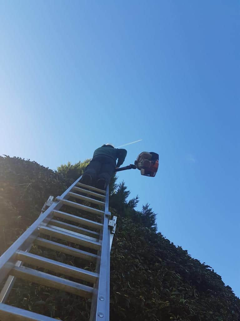 This is a photo of an operative from LM Tree Surgery Portsmouth up a ladder rested on a hedge with a petrol strimmer.