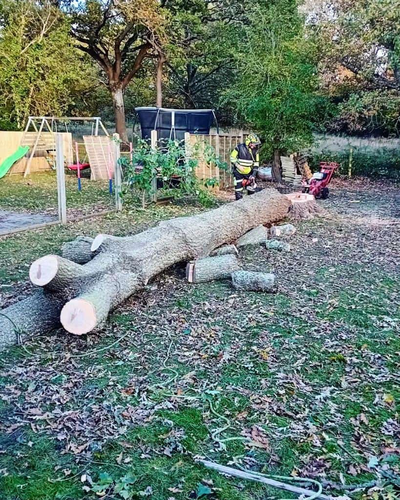 This is a tree laying on the ground of a garden that has just been felled by the operatives from LM Tree Surgery Portsmouth