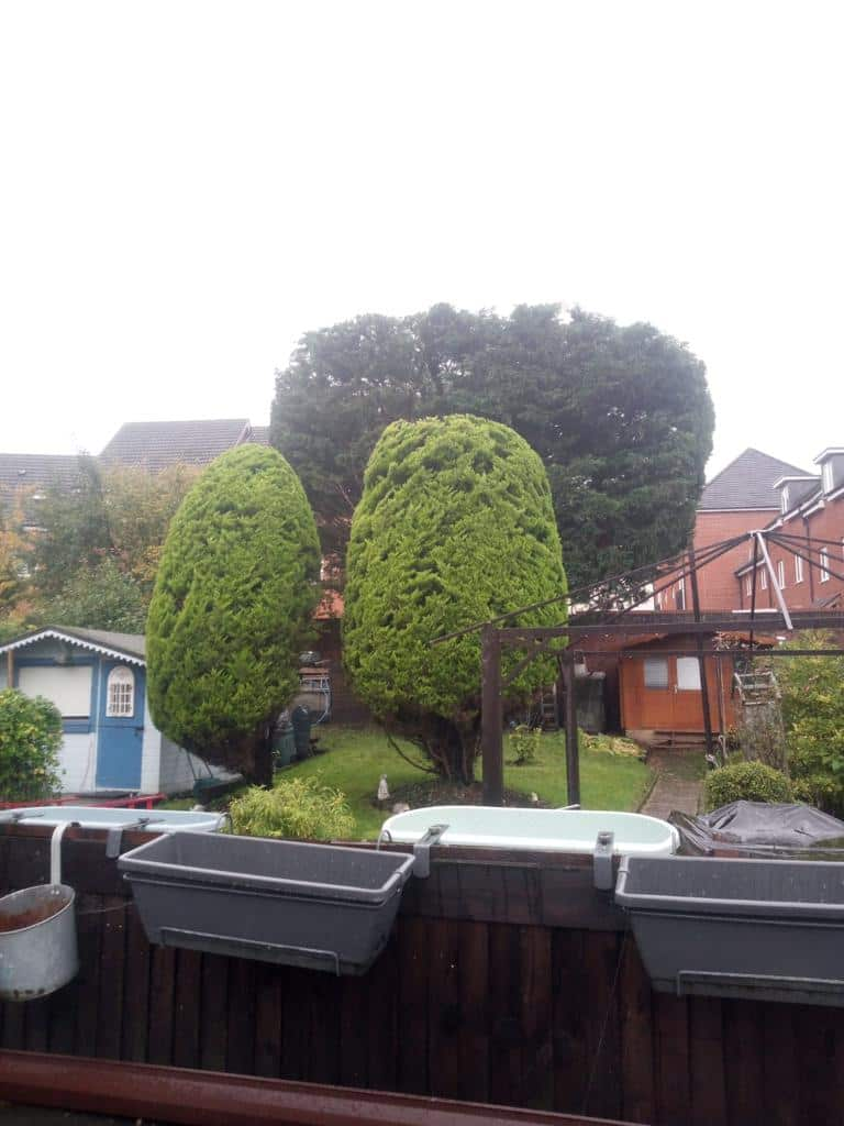 This is a photo of two tree in a garden that have just been trimmed. They have been sculpted by the operatives of LM Tree Surgery Portsmouth