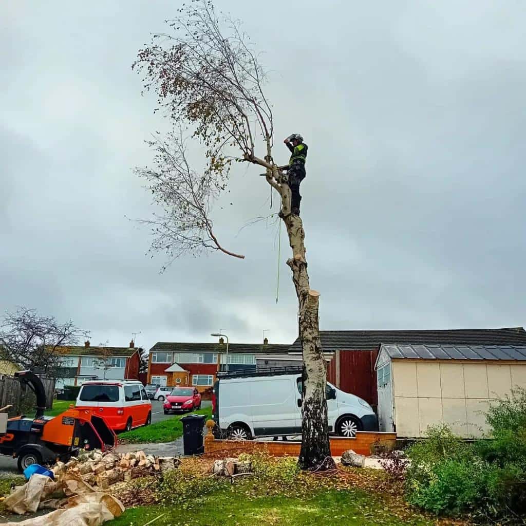 This is a photo of a tree that is being removed by an operative from LM Tree Surgery Portsmouth, the arborist is at the top of the tree about to cut down a section of it.