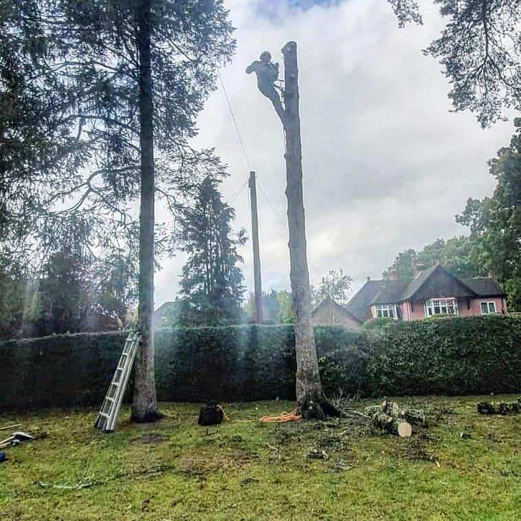 This is a photo of a tree that is being removed, there is just the trunk remaining, and the operative from LM Tree Surgery Portsmouth is at the top cutting a section of it off.