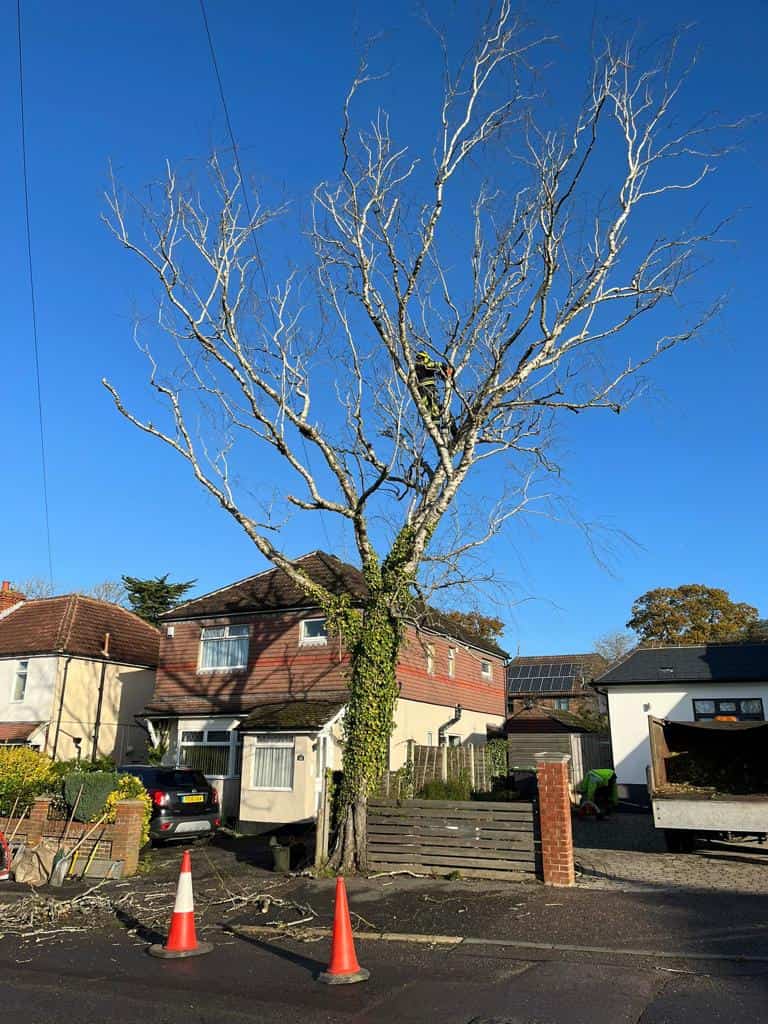 This is a photo of a tree on the pavement that is having limbs removed which are near to power lines. Works undertaken by LM Tree Surgery Portsmouth