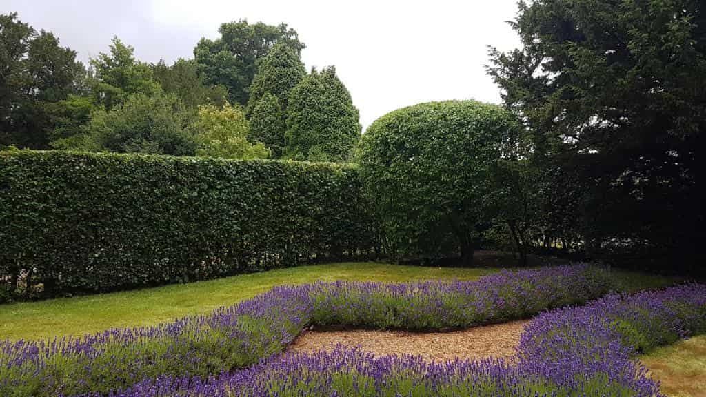 This is a photo of a garden hedge that has just been trimmed by LM Tree Surgery Portsmouth